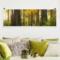 Klebefieber Panorama Poster Natur & Landschaft Redwood National Park