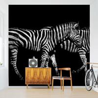 Klebefieber Fototapete Zebra vor Schwarz