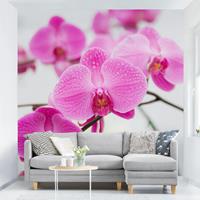 Bilderwelten Fototapete Nahaufnahme Orchidee