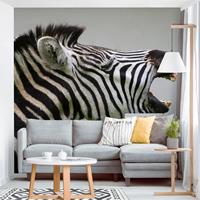 Klebefieber Fototapete Tiere Brüllendes Zebra