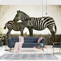Klebefieber Fototapete Zebrapaar