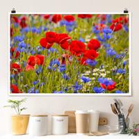 Klebefieber Poster Sommerwiese mit Mohn und Kornblumen