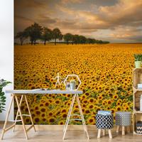 Bilderwelten Fototapete Feld mit Sonnenblumen