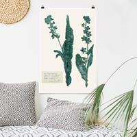 Klebefieber Poster Blumen Gepresste Blumen - Hundszunge