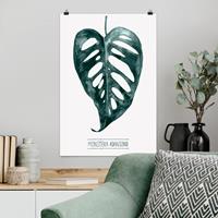 Klebefieber Poster Blumen Smaragdgrüne Monstera Adansonii