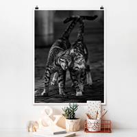 Klebefieber Poster Tiere Kätzchenfreundschaft