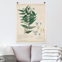 Klebefieber Poster Blumen Schwarzmundgewächse - Ambile