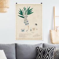 Klebefieber Poster Blumen Schwarzmundgewächse - Angustifolium