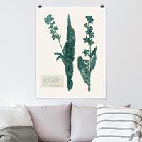 Klebefieber Poster Blumen Gepresste Blumen - Hundszunge