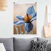 Klebefieber Poster Blumen Kuhschelle in Blau