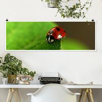 Klebefieber Panorama Poster Tiere Lady Bird