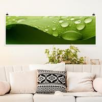 Klebefieber Panorama Poster Blumen Drops of Nature