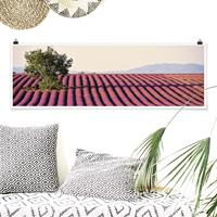 Klebefieber Panorama Poster Natur & Landschaft Lavender