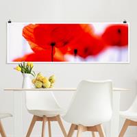 Klebefieber Panorama Poster Blumen Magic Poppies