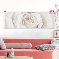 Klebefieber Panorama Poster Blumen Pretty White Rose