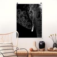 Klebefieber Poster Tiere Afrikanischer Elefant schwarz-weiß