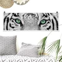 Klebefieber Panorama Poster Tiere Weißer Tiger