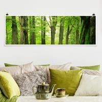 Klebefieber Panorama Poster Wald Mighty Beech Trees