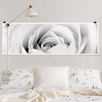 Klebefieber Panorama Poster Blumen Close Up Rose