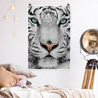 Klebefieber Poster Tiere Weißer Tiger