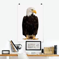 Klebefieber Poster Tiere Eye of the Eagle