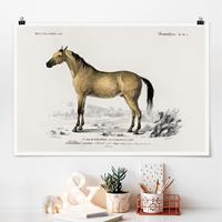 Klebefieber Poster Vintage Lehrtafel Pferd