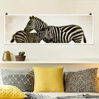 Klebefieber Panorama Poster Tiere Zebrapaar