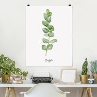 Klebefieber Poster Blumen Aquarell Botanik Eukalyptus