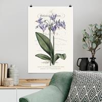 Klebefieber Poster Blumen Botanisches Tableau - Götterblume