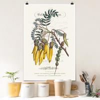 Klebefieber Poster Blumen Botanisches Tableau - Schnurbaum