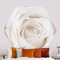 Klebefieber Hexagon Fototapete selbstklebend Pretty White Rose
