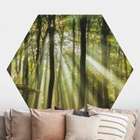 Klebefieber Hexagon Fototapete selbstklebend Sonnentag im Wald