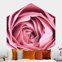 Klebefieber Hexagon Fototapete selbstklebend Rosa Rosenblüte