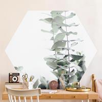 Klebefieber Hexagon Fototapete selbstklebend Eukalyptus im Weißen Licht