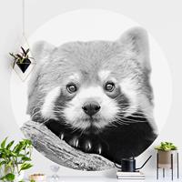 Klebefieber Runde Tapete selbstklebend Roter Panda in Schwarz-weiß