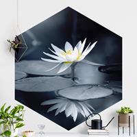 Klebefieber Hexagon Fototapete selbstklebend Lotus Spiegelung im Wasser