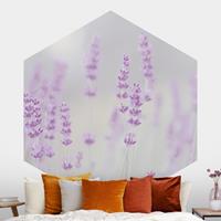 Klebefieber Hexagon Fototapete selbstklebend Sommer im Lavendelfeld
