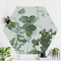 Klebefieber Hexagon Fototapete selbstklebend Wachsende Eukalyptuszweige