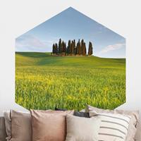 Klebefieber Hexagon Fototapete selbstklebend Grünes Feld in Toskana