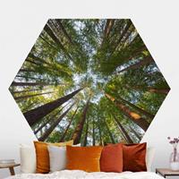Klebefieber Hexagon Fototapete selbstklebend Mammutbaum Baumkronen