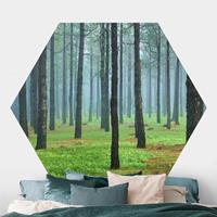 Klebefieber Hexagon Fototapete selbstklebend Tiefer Wald mit Kiefern auf La Palma