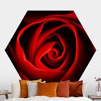 Klebefieber Hexagon Fototapete selbstklebend Liebliche Rose