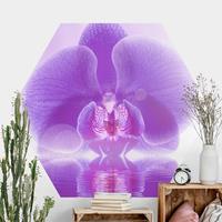 Klebefieber Hexagon Fototapete selbstklebend Lila Orchidee auf Wasser
