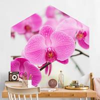Klebefieber Hexagon Fototapete selbstklebend Nahaufnahme Orchidee