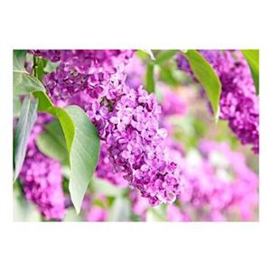 Walljar.com Walljar - Fotobehang - Lilac flowers