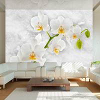 ARTGEIST Fototapete Lyrical orchid White cm 100x70 