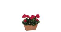 Mica Decorations geranium donkerroze in balkonbak terra maat in cm: 29 x 13 x 40 - ROZE