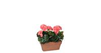 Mica Decorations geranium zalm in balkonbak terra maat in cm: 29 x 13 x 40 - ROZE