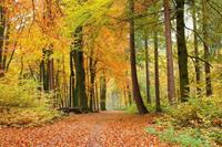 Dimex Autumn Forest Vlies Fotobehang 375x250cm 5-banen