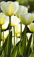 Dimex White Tulips Vlies Fotobehang 150x250cm 2-banen